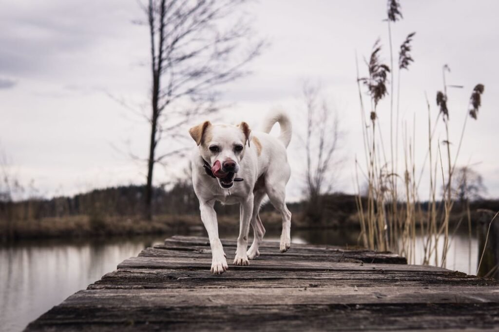 Is Vegetable Glycerin Bad for Dogs? A Complete Guide Is Vegetable Glycerin Bad for Dogs? A Complete Guide