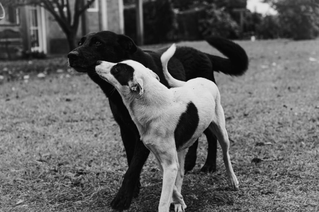 Do Dogs Have STDs? What Every Pet Owner Should Know Do Dogs Have STDs? What Every Pet Owner Should Know
