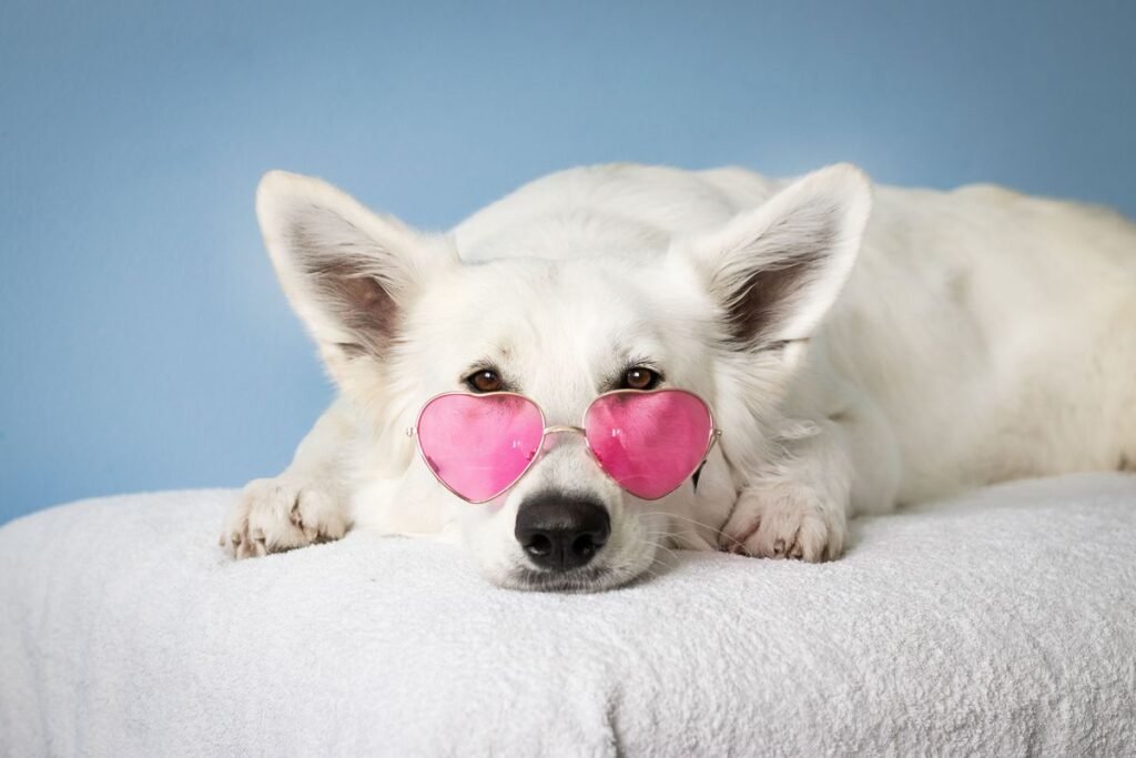 Do Dogs Need Glasses? Understanding Canine Vision and Eye Care Do Dogs Need Glasses? Understanding Canine Vision and Eye Care