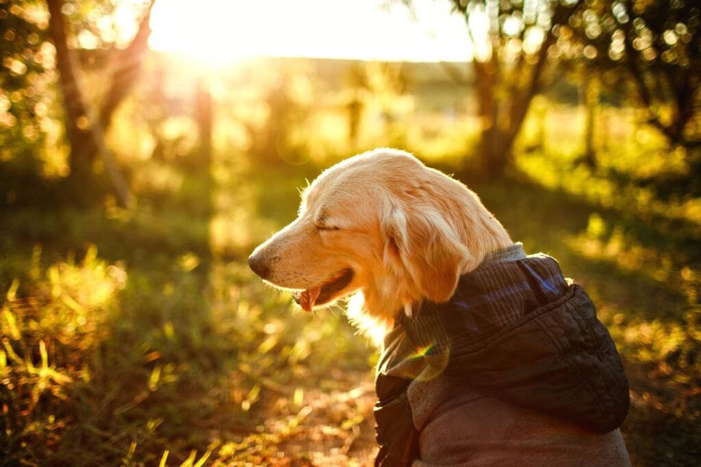 Do Dogs Need Sunlight? Benefits, Risks, and Safe Exposure Tips