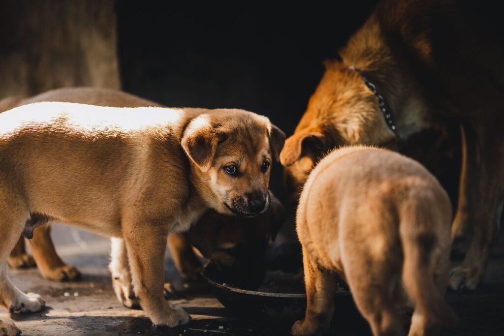 Can Dogs Eat Ghee? Benefits, Risks, and Safe Feeding Tips Can Dogs Eat Ghee? Benefits, Risks, and Safe Feeding Tips