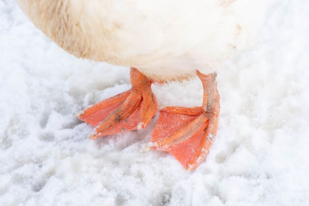 Do All Dogs Have Webbed Toes? The Truth About Canine Paws