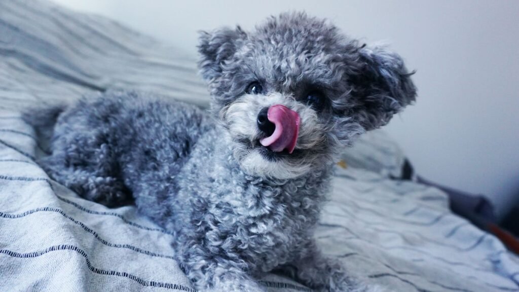 Why Do Dogs Lick Their Bed?