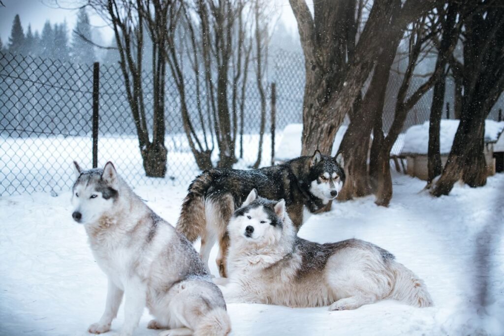 Can Huskies Be Service Dogs? A Comprehensive Guide Can Huskies Be Service Dogs? A Comprehensive Guide