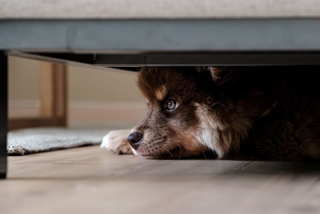 Why Do Dogs Hide Under the Bed? Common Causes and What to Do Why Do Dogs Hide Under the Bed? Common Causes and What to Do