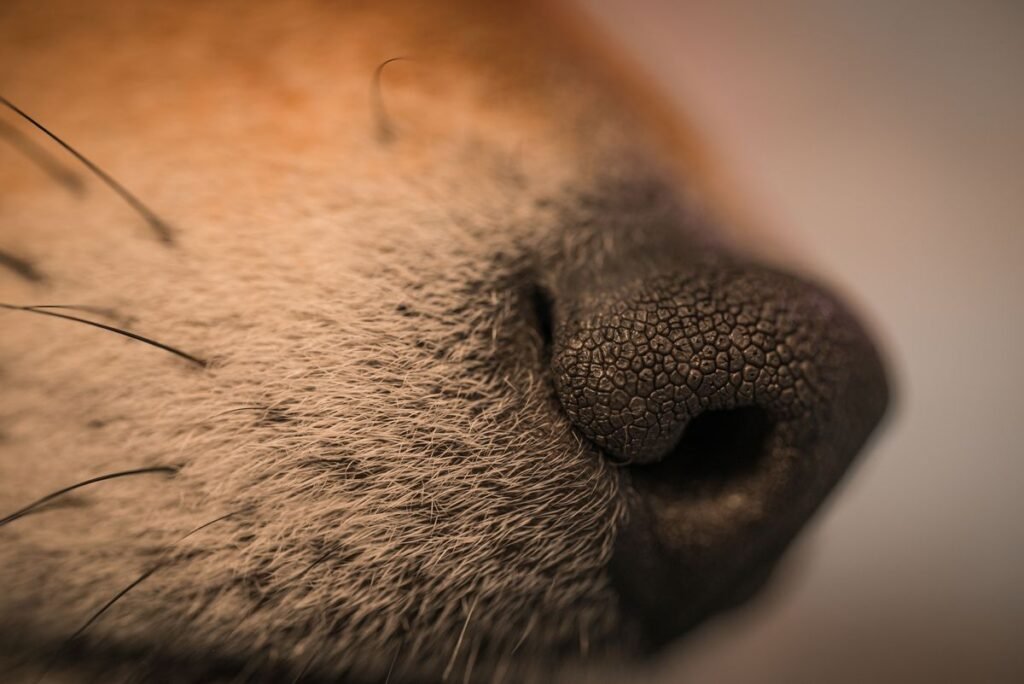 What Happens If You Cut a Dog’s Whiskers? What Happens If You Cut a Dog's Whiskers?