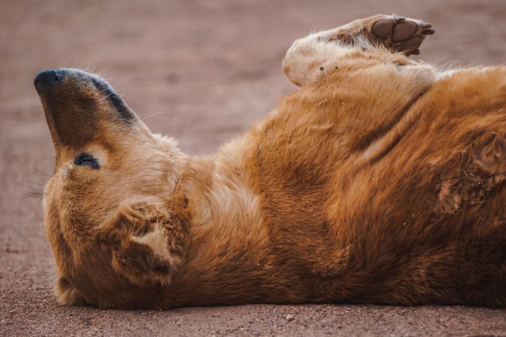 Why Do Dogs Roll in Dead Stuff? The Surprising Instincts Behind This Gross Habit Why Do Dogs Roll in Dead Stuff? The Surprising Instincts Behind This Gross Habit