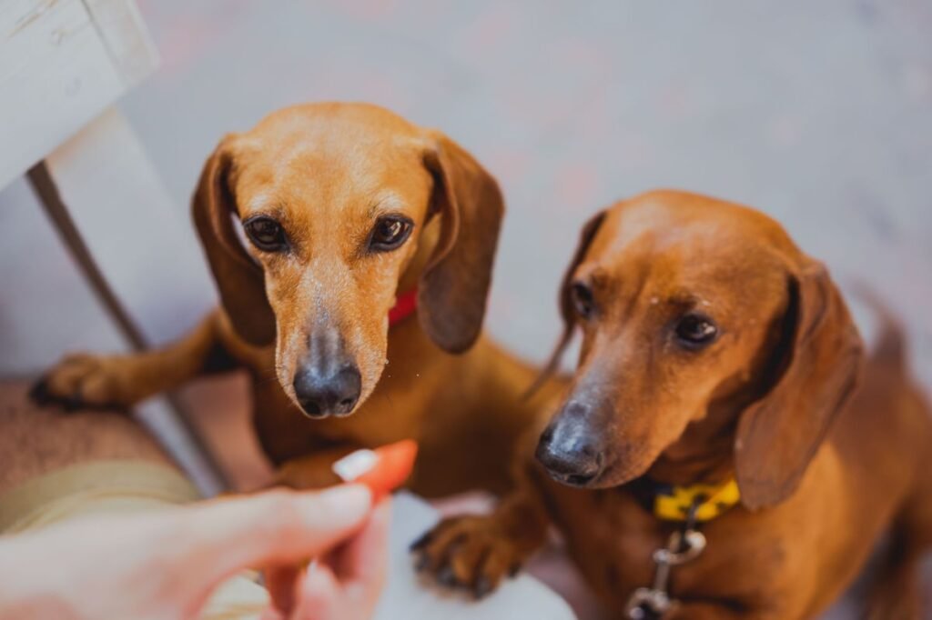 Are Dachshunds Hypoallergenic Dogs?