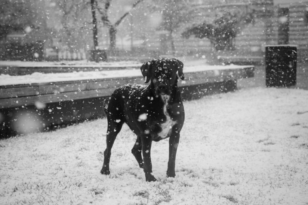 Can Dogs Eat Snow? What Every Pet Owner Should Know Can Dogs Eat Snow? What Every Pet Owner Should Know