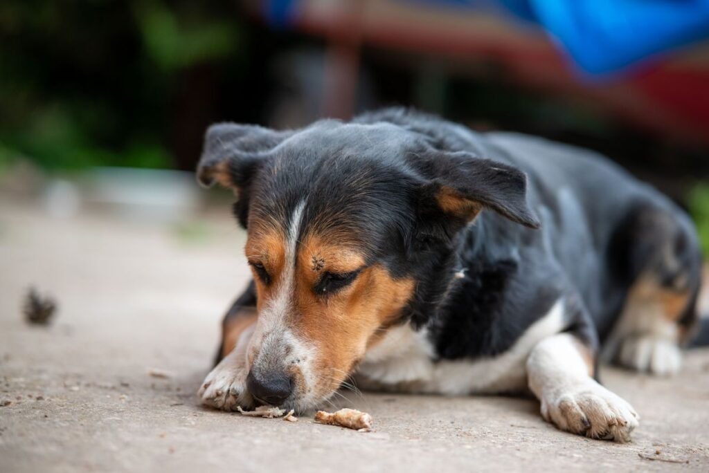 Can Dogs Eat Horseradish? What You Need to Know Can Dogs Eat Horseradish? What You Need to Know