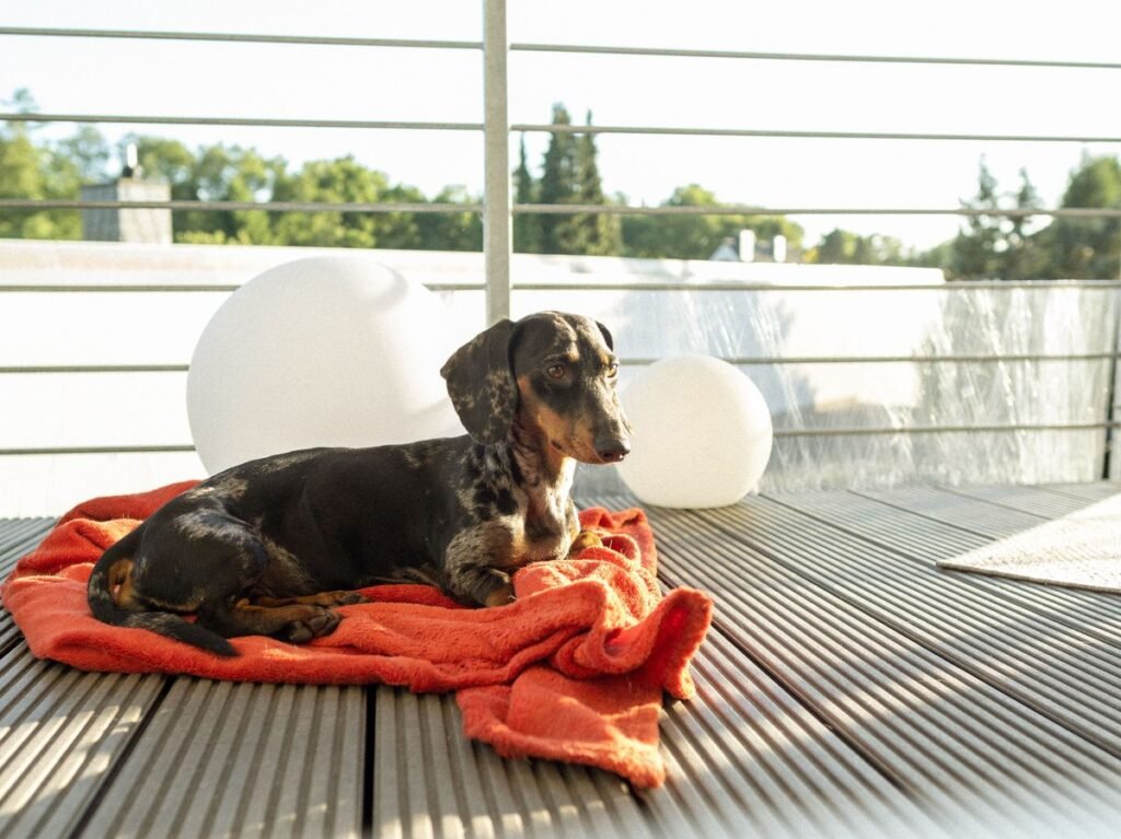 Why Do Dogs Sunbathe? The Surprising Reasons Behind This Behavior Why Do Dogs Sunbathe? The Surprising Reasons Behind This Behavior