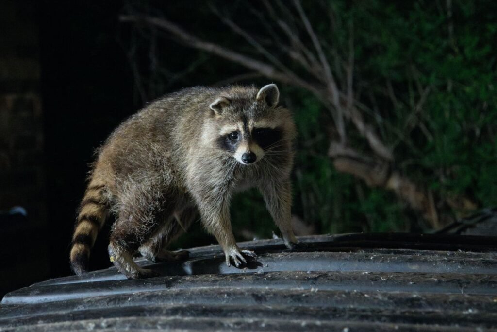 Can Raccoons Kill Dogs? Risks, Reality, and Prevention Can Raccoons Kill Dogs? Risks, Reality, and Prevention