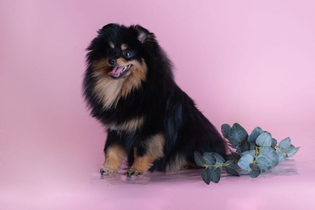 Is Eucalyptus Toxic to Dogs? What Pet Owners Need to Know