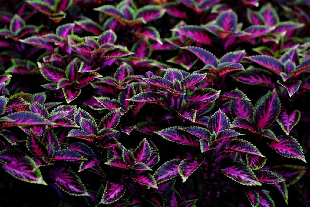 Are Coleus Toxic to Dogs? What Every Pet Owner Should Know Are Coleus Toxic to Dogs? What Every Pet Owner Should Know