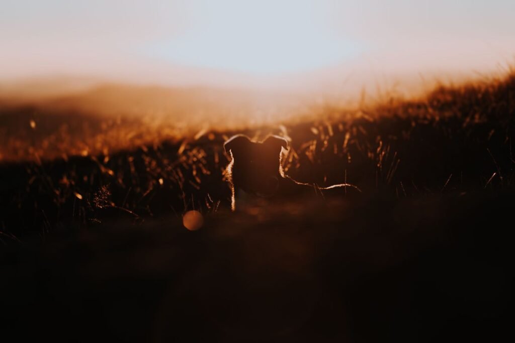 Do Dogs Get Sundowners Syndrome? Understanding Canine Cognitive Dysfunction Do Dogs Get Sundowners Syndrome? Understanding Canine Cognitive Dysfunction
