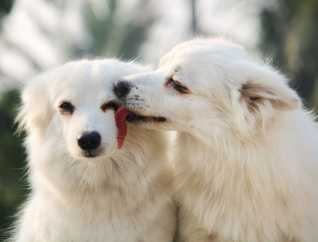 Why Do Dogs Lick Each Other’s Ears? Why Do Dogs Lick Each Other's Ears?
