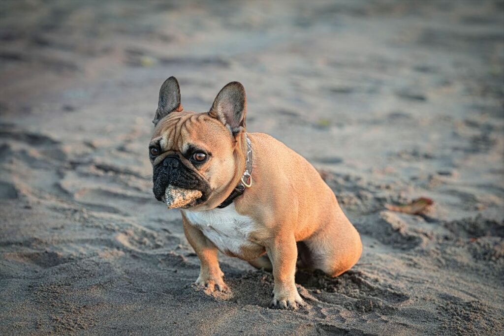 Can Dogs Throw Up Poop? Causes, Concerns, and What to Do Can Dogs Throw Up Poop? Causes, Concerns, and What to Do