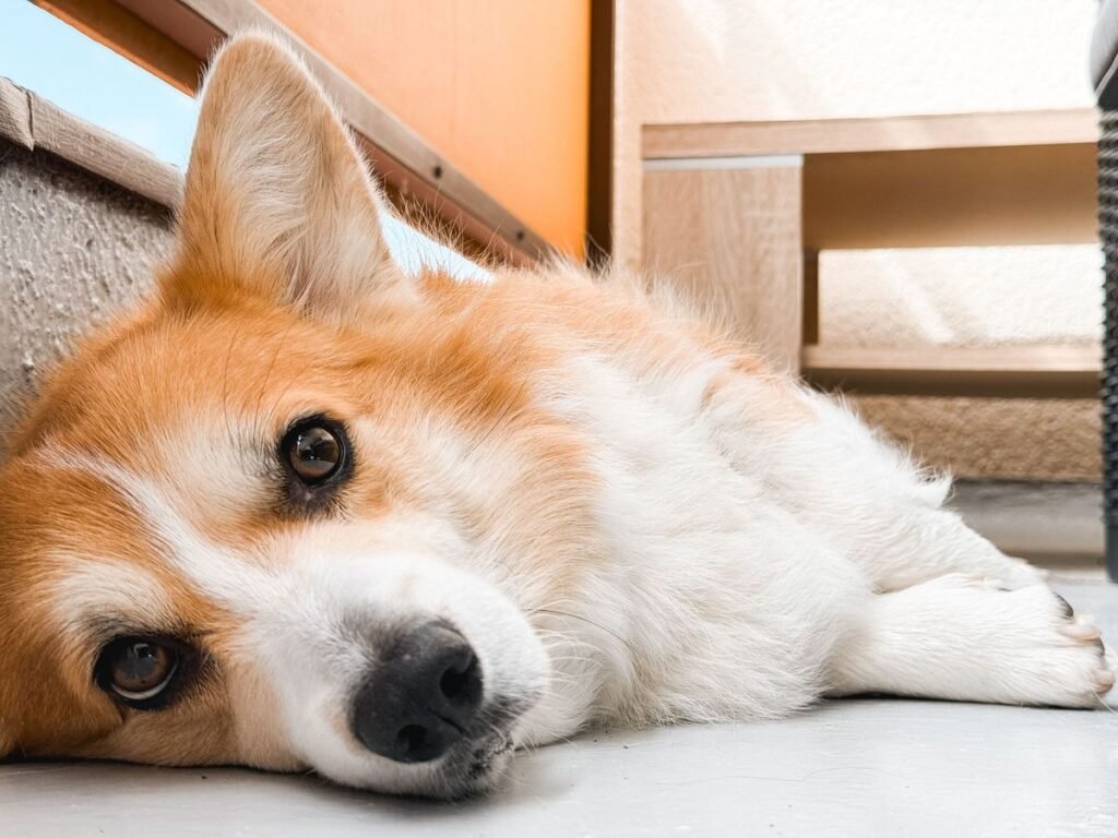 Why Are My Dog’s Ears Hot? Causes and When to Worry Why Are My Dog's Ears Hot? Causes and When to Worry