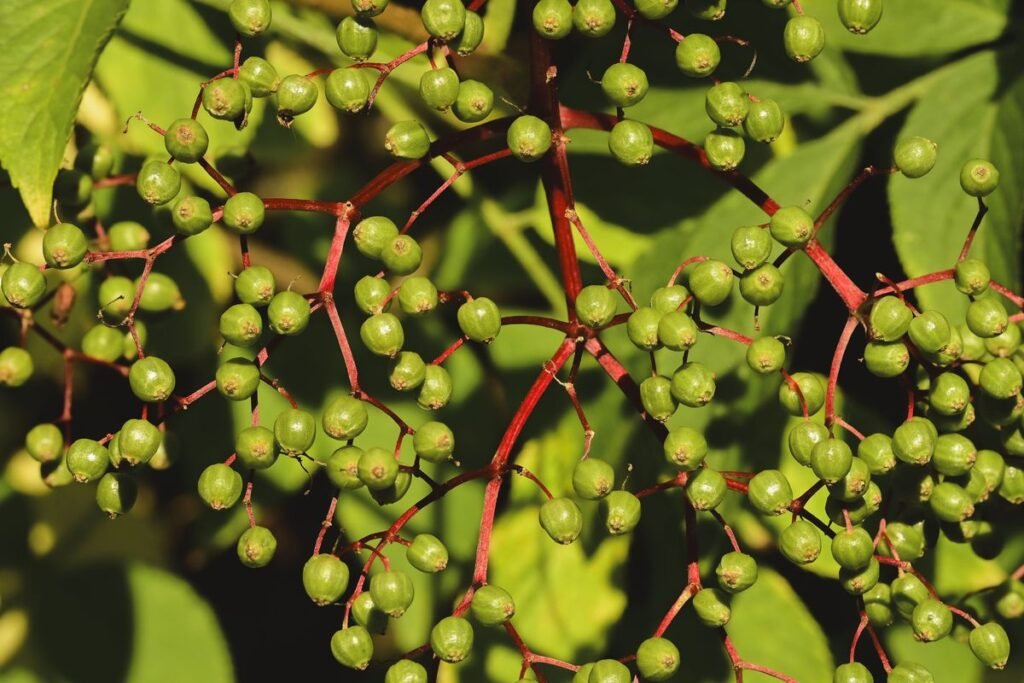 Can Dogs Eat Elderberries? The Surprising Dangers Explained