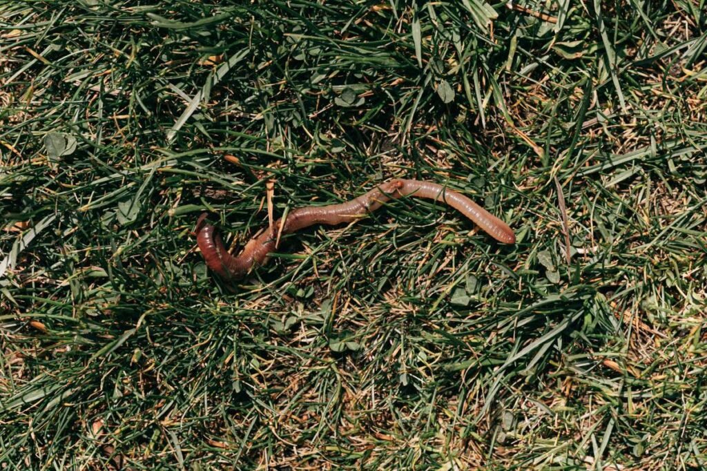 Can Dogs Vomit Worms? Causes, Symptoms, and Treatment Can Dogs Vomit Worms? Causes, Symptoms, and Treatment