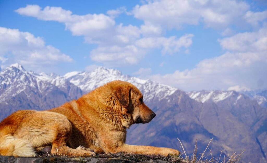 Do Dogs Get Altitude Sickness? What Every Pet Owner Should Know Do Dogs Get Altitude Sickness? What Every Pet Owner Should Know