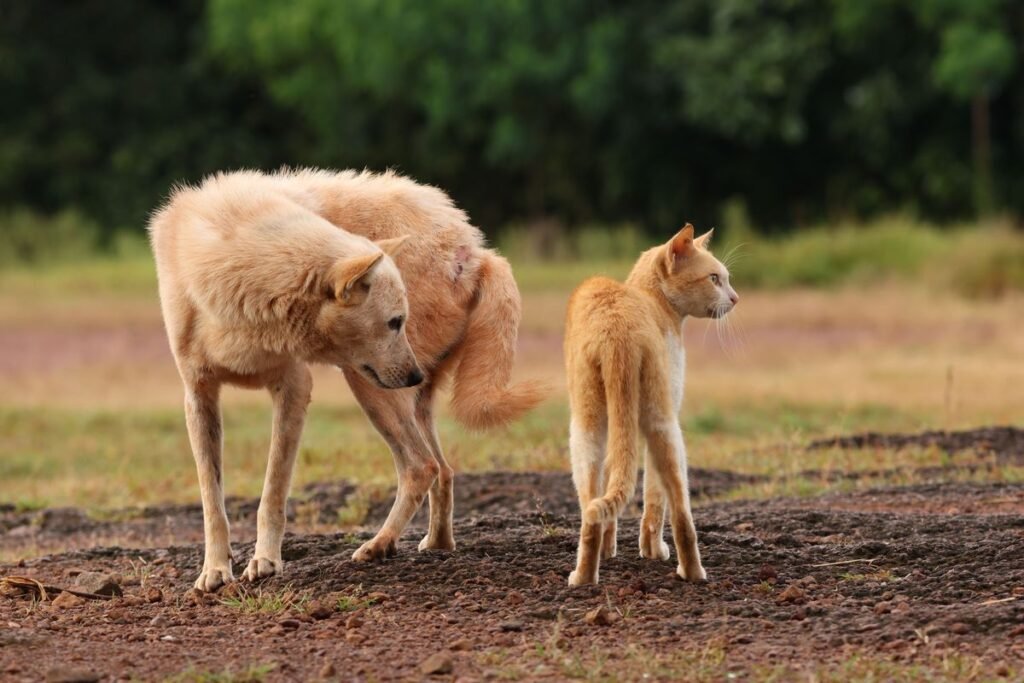Do Dogs or Cats Have a Better Sense of Smell? Do Dogs or Cats Have a Better Sense of Smell?