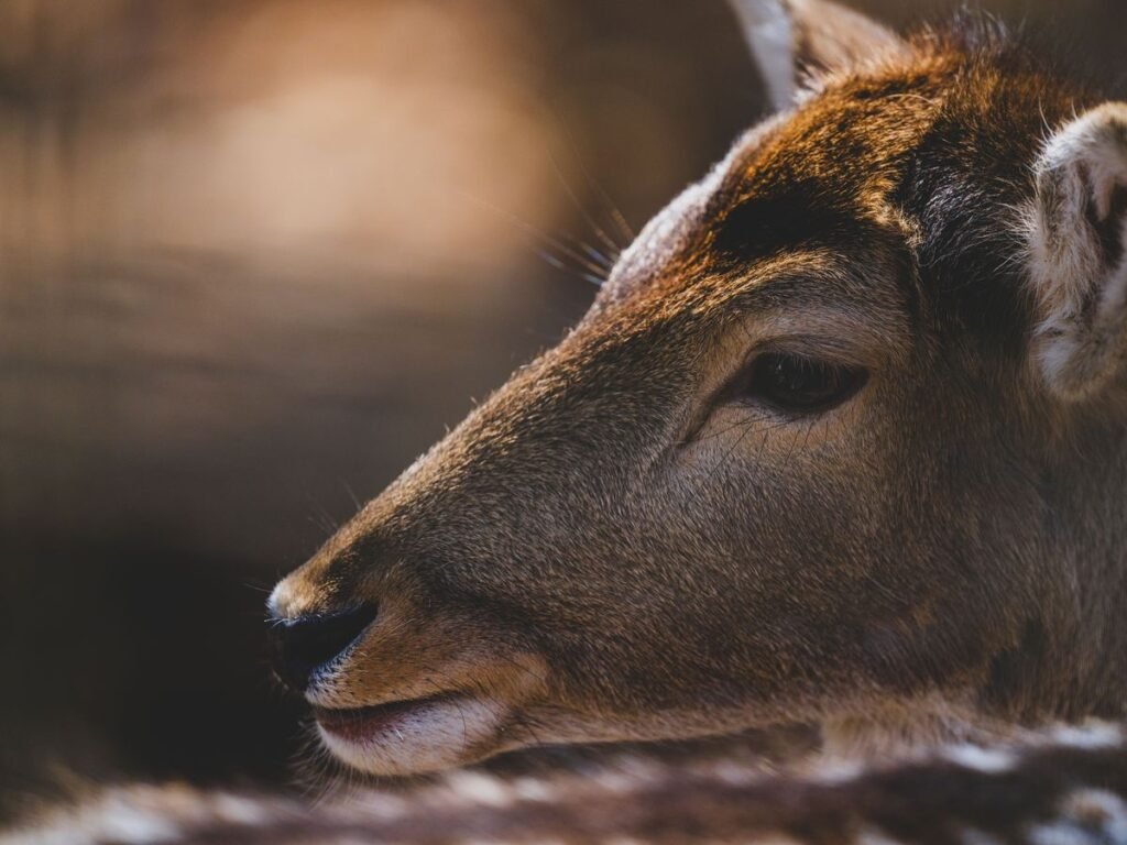 Do Deer Attack Dogs? Understanding the Risks and How to Stay Safe Do Deer Attack Dogs? Understanding the Risks and How to Stay Safe