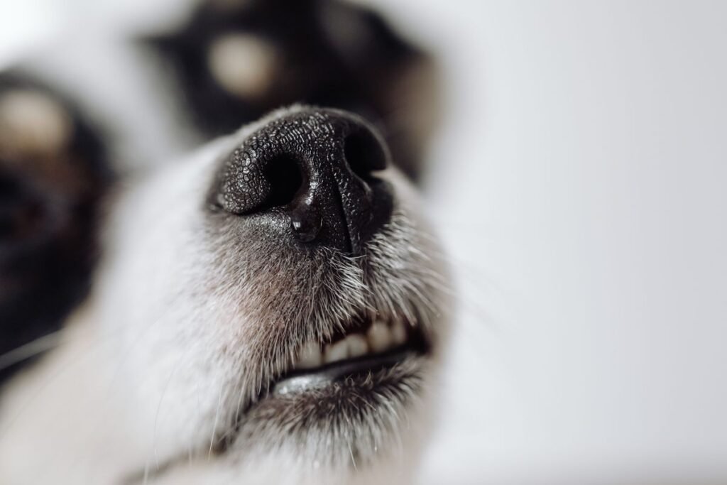 Do Dogs Like the Smell of Peppermint? What Pet Owners Should Know Do Dogs Like the Smell of Peppermint? What Pet Owners Should Know