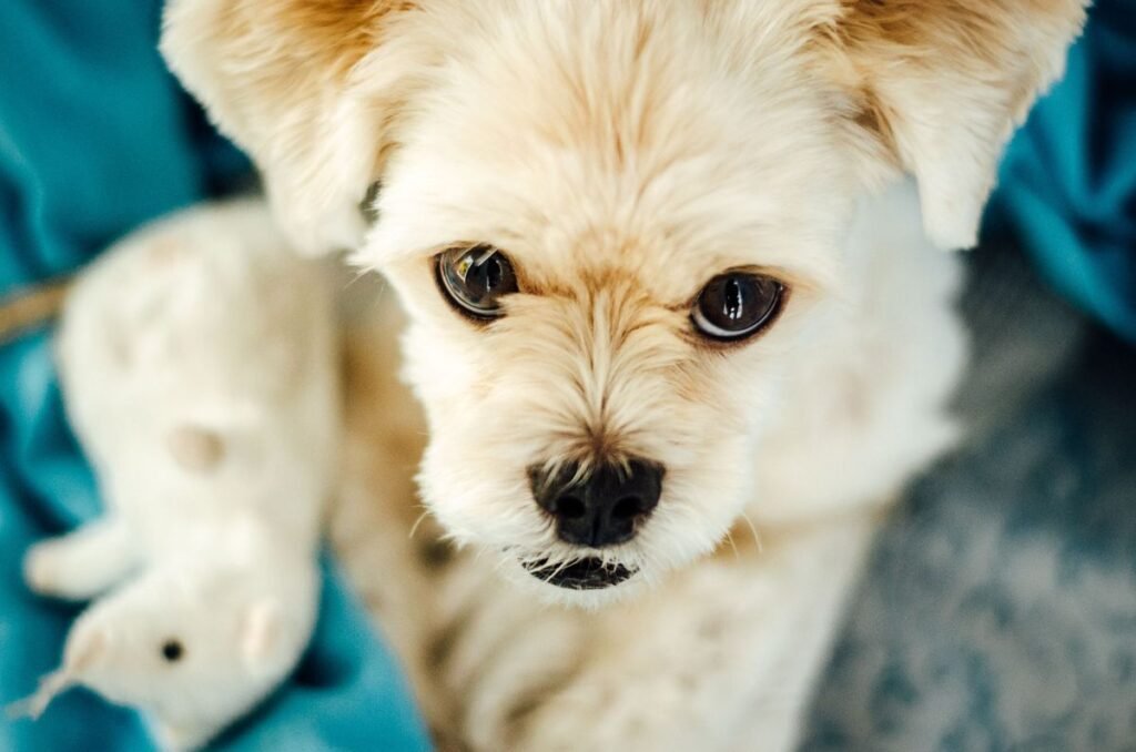 Why Do Dogs Eat Panties? Understanding the Behavior and How to Stop It Why Do Dogs Eat Panties? Understanding the Behavior and How to Stop It