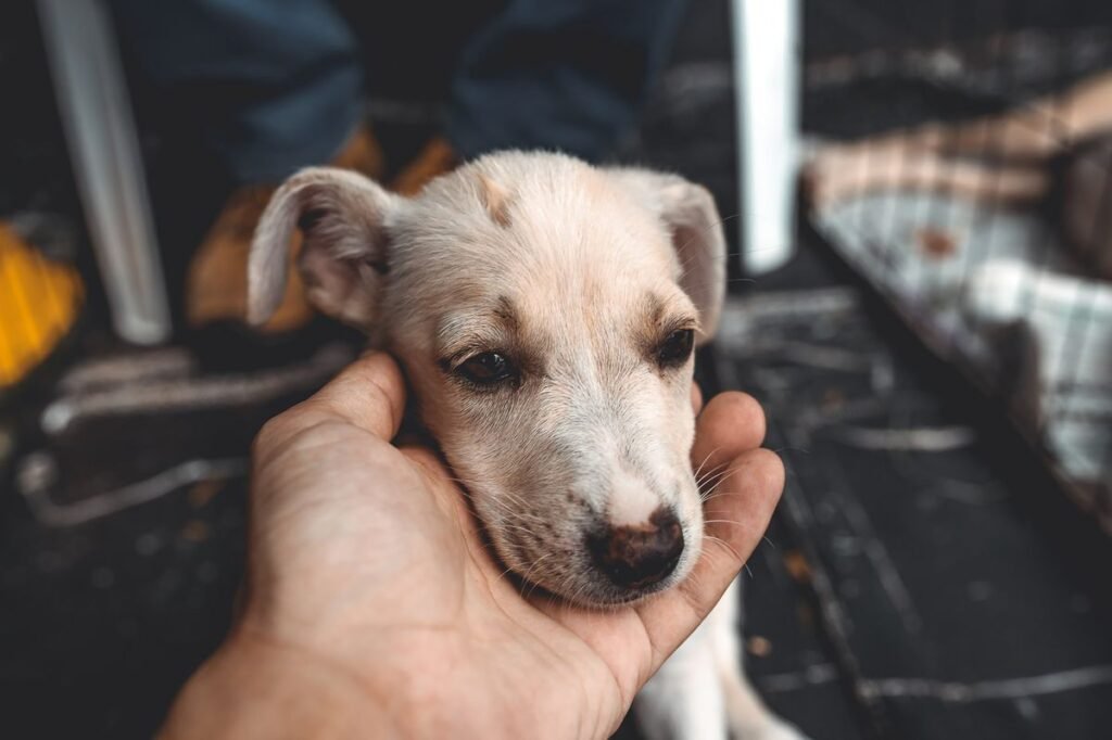 Do Dogs Like Their Ears Rubbed? What Science and Behavior Tell Us Do Dogs Like Their Ears Rubbed? What Science and Behavior Tell Us