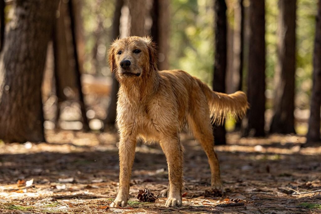 Are Pinecones Safe for Dogs? Risks and What to Do Are Pinecones Safe for Dogs? Risks and What to Do