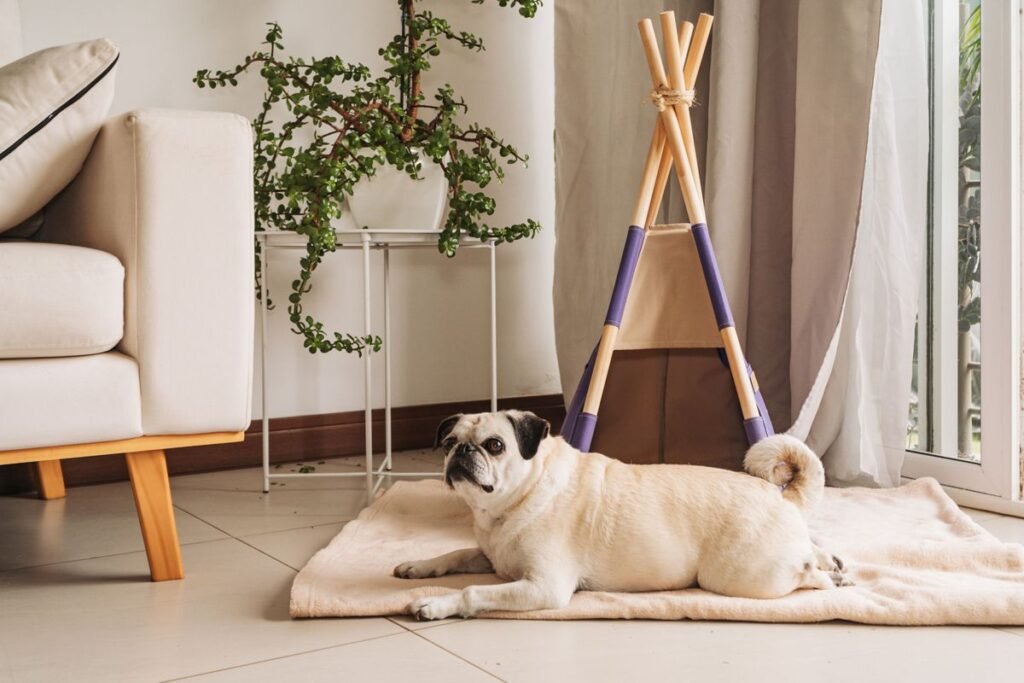 How to Treat Hemorrhoids in Dogs at Home: Safe and Effective Remedies How to Treat Hemorrhoids in Dogs at Home: Safe and Effective Remedies