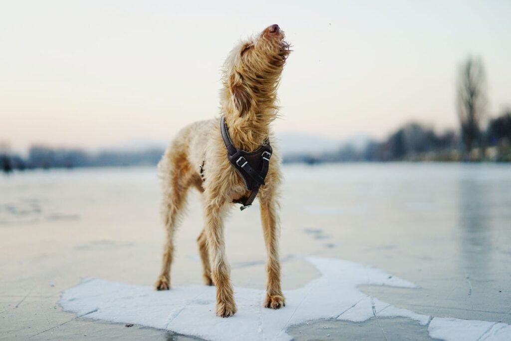 Can Dogs Get Brain Freeze? Understanding the Cold Treat Risk Can Dogs Get Brain Freeze? Understanding the Cold Treat Risk