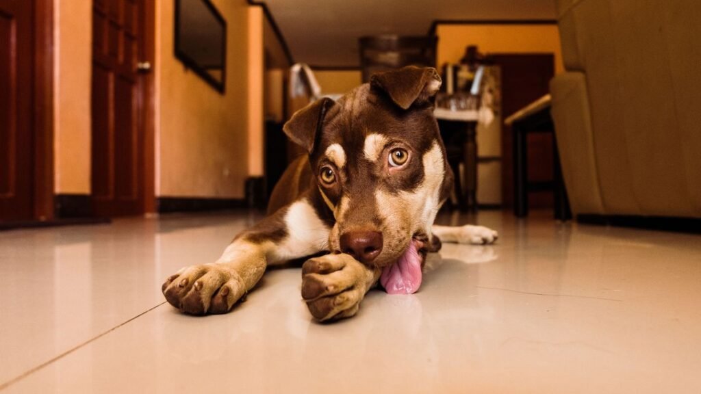 Why Dogs Lick Paws: Common Causes and What to Do Why Dogs Lick Paws: Common Causes and What to Do