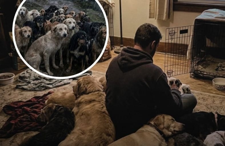 Man Opens His Home To 300 Dogs To Shelter Them From An Incoming Category 4 Hurricane Μan Opens His Home Το 300 Dogs Το Shelter Them From An Incoming Category 4 Hurricane