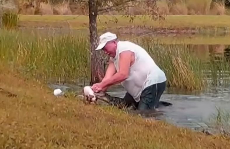 74 Year Old Man Jumps Into Pond To Save Puppy From Alligator’s Jaws 74 Year Old Man Jumps Into Pond To Save Puppy From Alligators Jaws