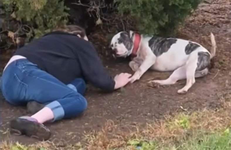Brave Pit Bull Takes Two Bullets While Protecting Her Owner From Gunfire Brave Pit Bull Takes Two Bullets While Protecting Her Owner From Gunfire