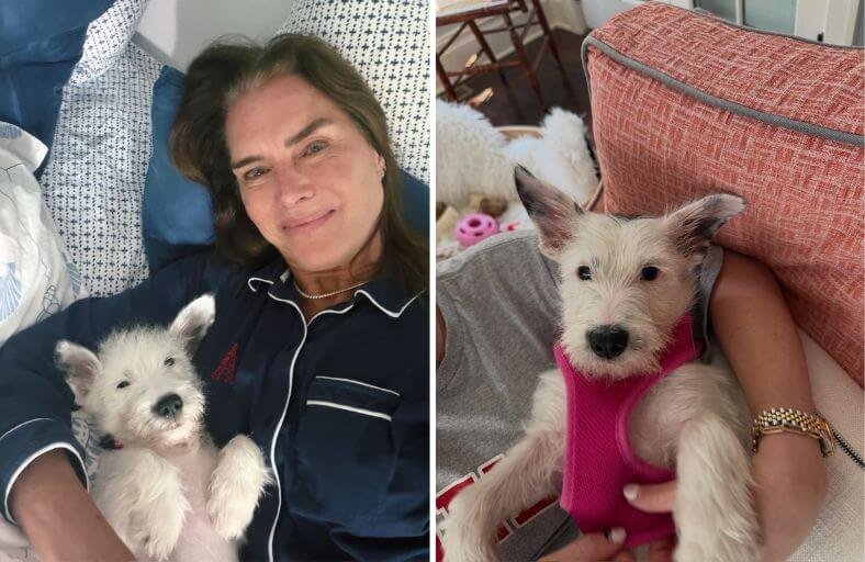 Brooke Shields Chooses Adoption Over Buying For Her Family’s Newest Puppy Brooke Shields Chooses Adoption Over Buying For Her Family's Newest Puppy