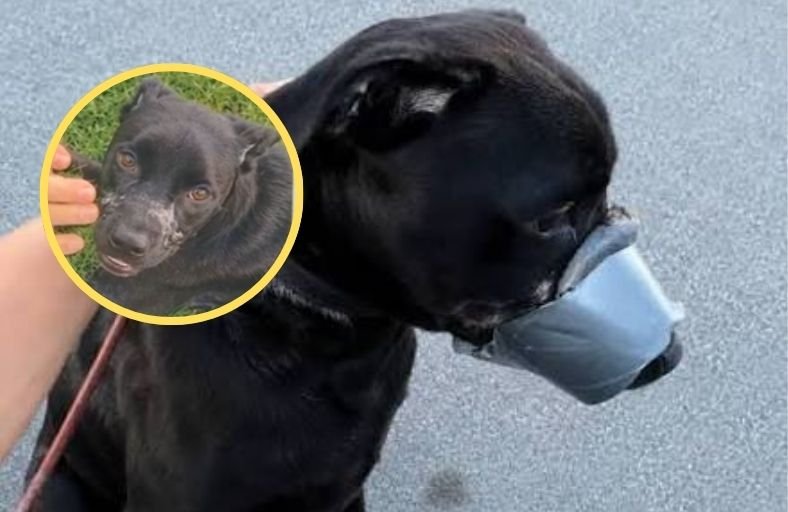 Dog Found Struggling To Breathe With His Muzzle Taped Shut Under A Wheelchair Ramp Dog Found Struggling To Breathe With His Muzzle Taped Shut Under A Wheelchair Ramp