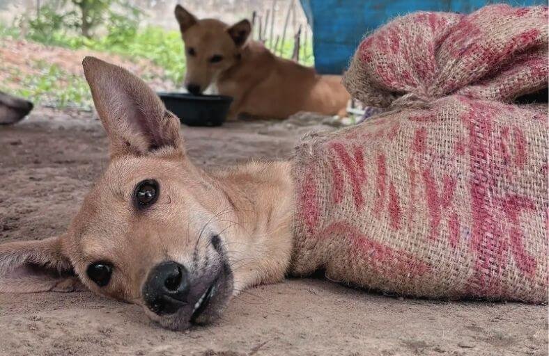 Eighteen Dogs Rescued From Dog Meat Trade After Being Found Trapped In Sacks Awaiting Sale Eighteen Dogs Rescued From Dog Meat Trade After Being Found Trapped In Sacks Awaiting Sale