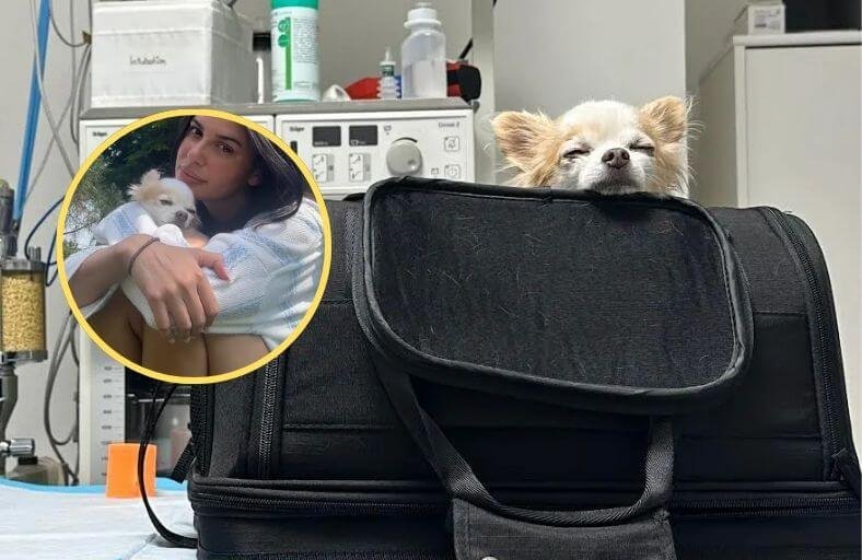 Eleven Year Old Chihuahua Diagnosed With Cancer Gets One Last Big Adventure In Norway Eleven Year Old Chihuahua Diagnosed With Cancer Gets One Last Big Adventure In Norway