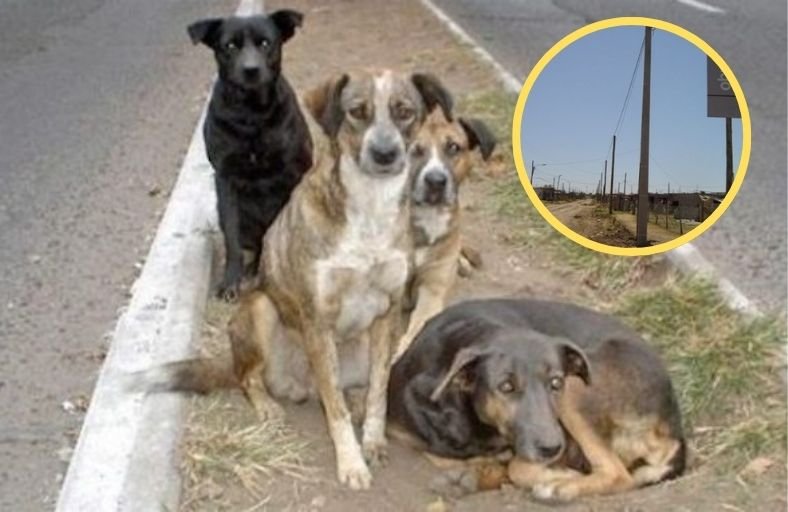 Five Stray Dogs Rush To Protect A Screaming Girl From An Attacker Five Stray Dogs Rush To Protect A Screaming Girl From An Attacker