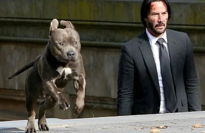 Keanu Reeves Spent Nearly 3 Months Building Trust With Burton His Pit Bull Co Star In John Wick Keanu Reeves Spent Nearly 3 Months Building Trust With Burton His Pit Bull Co Star In John Wick