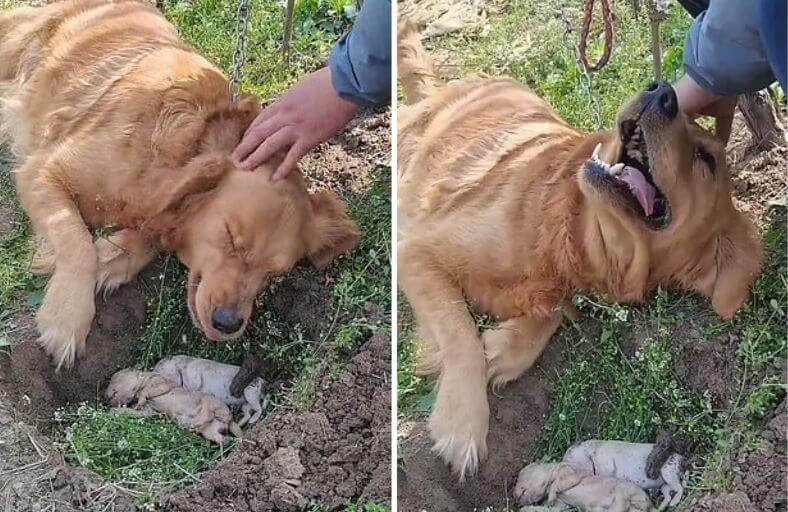 Mother Dog Refuses To Accept The Loss Of Her Newborn Puppies Returning To Their Grave Five Or Six Times Unable To Let Go Mother Dog Refuses To Accept The Loss Of Her Newborn Puppies Returning To Their Grave Five Or Six Times Unable To Let Go