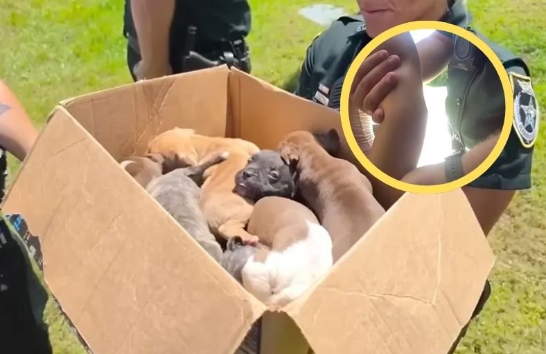 Nursing Dog And 8 Puppies Found Caged In 97 Degree Garage Without Water Nursing Dog And 8 Puppies Found Caged In 97 Degree Garage Without Water