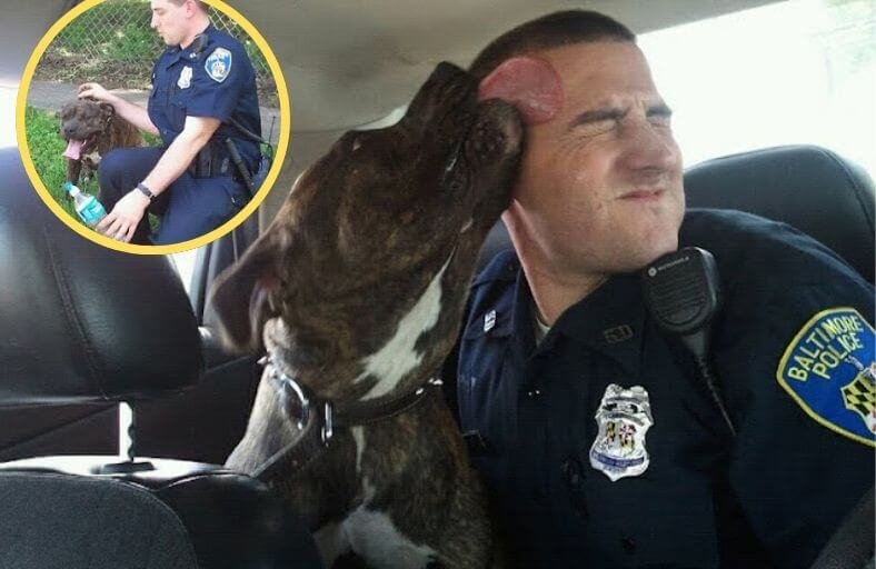 Officer Responds To Dangerous Dog Call Finds Scared Pit Bull Being Chased By Kids And Adopts Him Officer Responds To Dangerous Dog Call Finds Scared Pit Bull Being Chased By Kids And Adopts Him