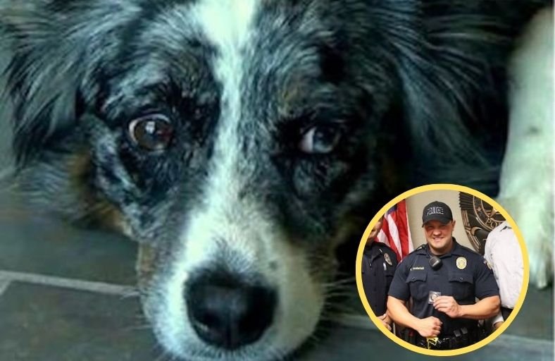 Protective Australian Shepherd Bites Officer But He Says She Was Just Doing Her Job Protective Australian Shepherd Bites Officer But He Says She Was Just Doing Her Job