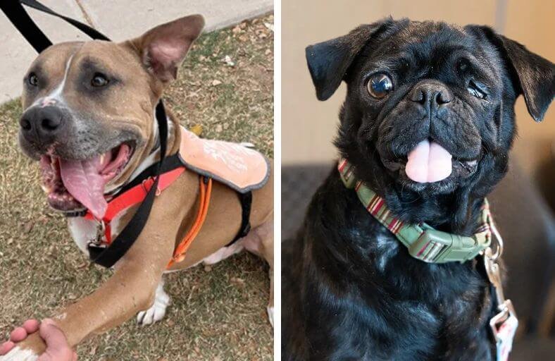 Rescue Pit Bull Becomes Emergency Blood Donor For Critically Ill Pug Rescue Pit Bull Becomes Emergency Blood Donor For Critically Ill Pug