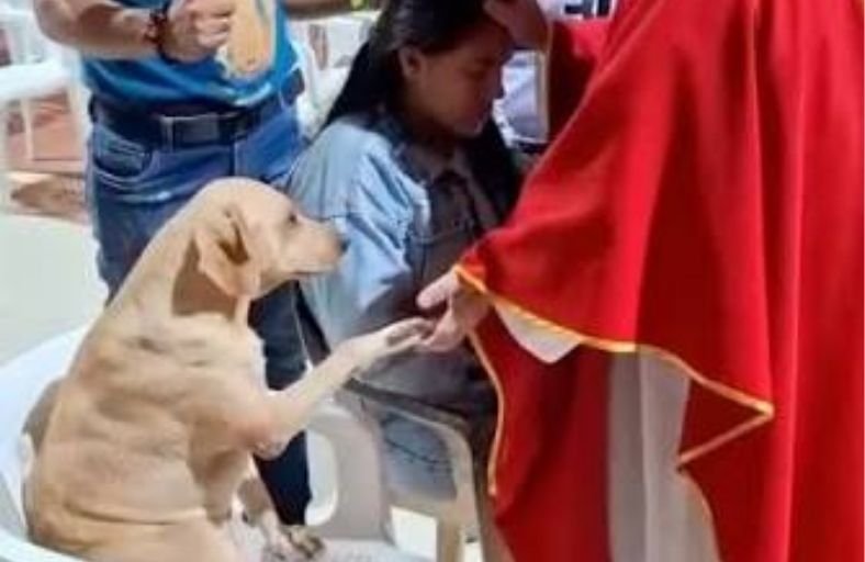 Rescued Dog Simon Lifts His Paw During Prayer And The Priest Gently Takes It Rescued Dog Simon Lifts His Paw During Prayer And The Priest Gently Takes It