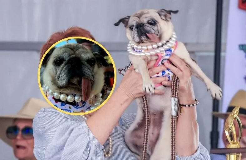 Six Year Old Pug Jinny Lu Crowned Winner Of The 50th World’s Ugliest Dog Contest Six Year Old Pug Jinny Lu Crowned Winner Of The 50th Worlds Ugliest Dog Contest